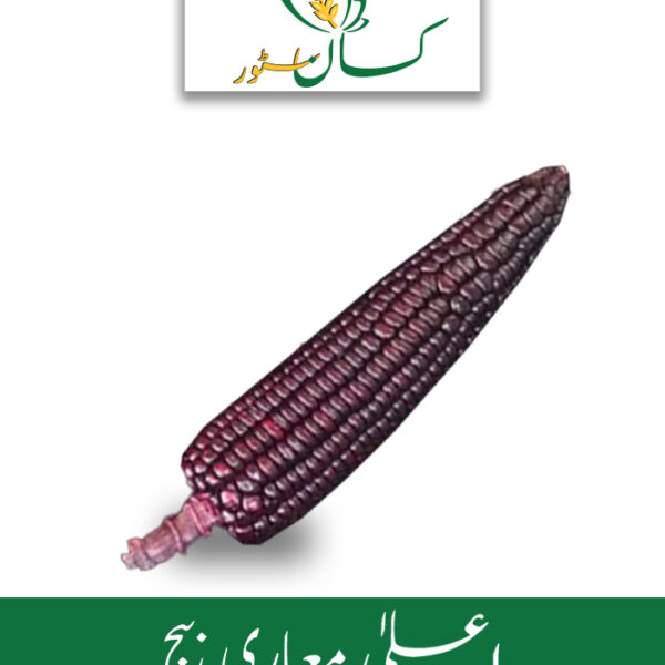 Black Aztec (ZEA Mays) Black Corn Seed Price in Pakistan