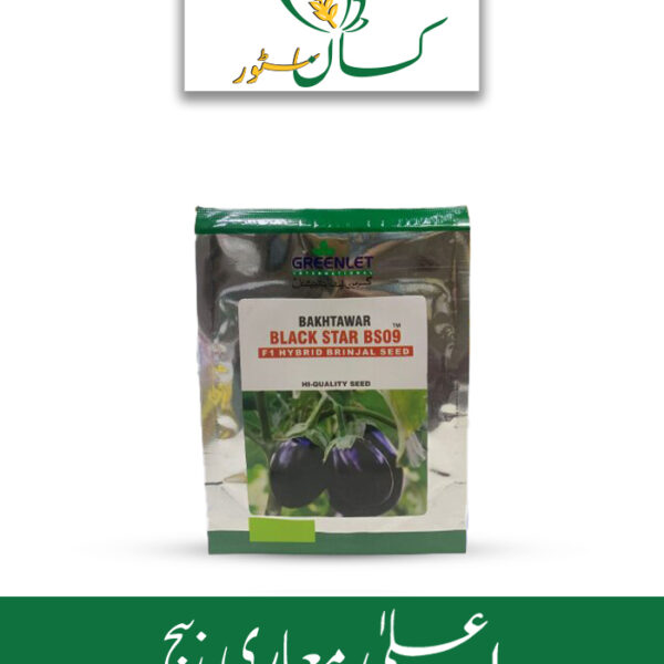 Brinjal Seed F1 Hybrid Seed Price in Pakistan