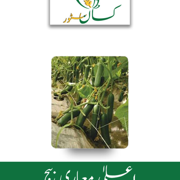Cucumber Seed Paras F1 Hybrid Seed Price in Pakistan