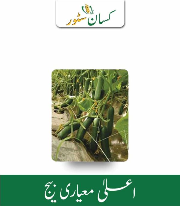 Cucumber Hybrid Seed Price in Pakistan - Kissan Store