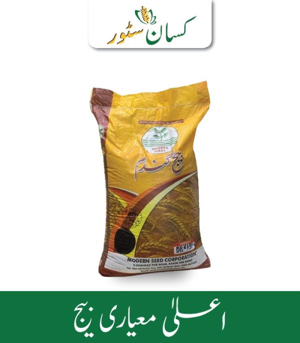 Dilkash Wheat Seed 50kg - Kissan Store