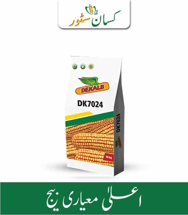 Dk 7024 Hybrid Corn Seed 10kg Monsanto Dekalb Bayer Maize Seeds Spring Corn - Kissan Store