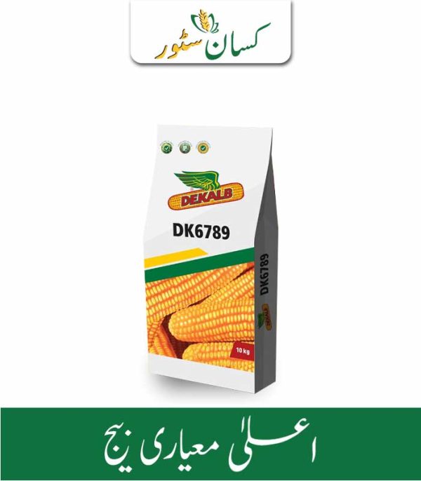 Dk6789 Hybrid Corn Seeds Price in Pakistan - Kissan Store