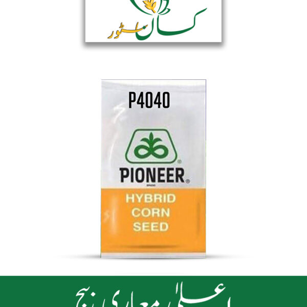 P4040 Hybrid Corn Pioneer Seed Price in Pakistan