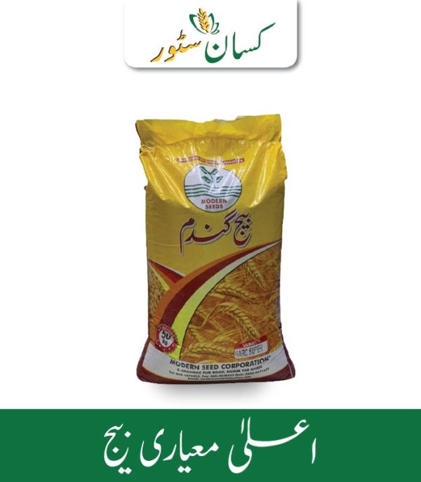 Akbar 19 Wheat Seed Modern Seed Corporation Price in Pakistan - Kissan Store