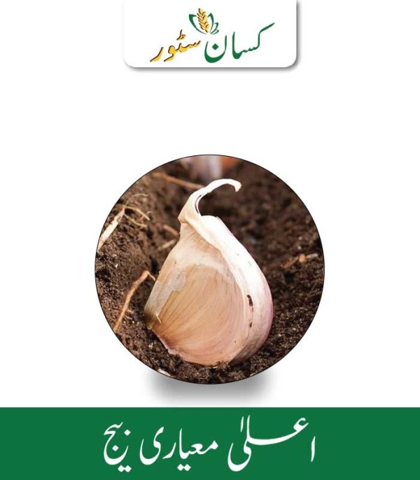 Narc G1 Garlic Seed 1kg - Kissan Store