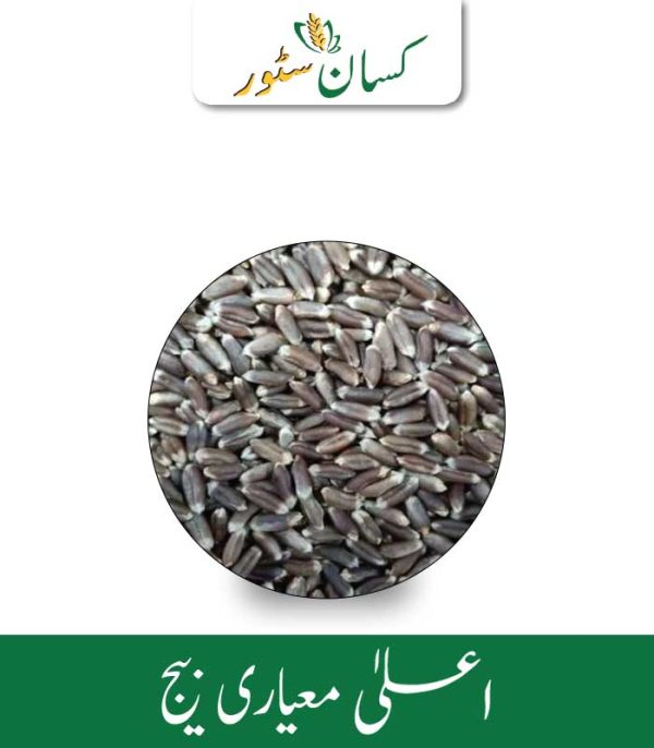Organic Black Wheat Seed 1kg Best - Kissan Store