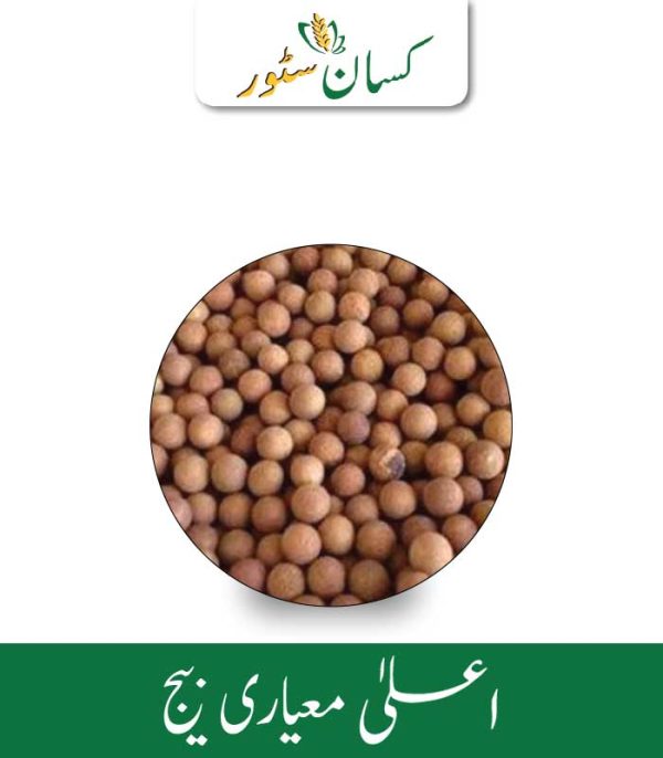 Royal White Sandalwood Seeds 5 Seeds White Sandal Tree Seed - Kissan Store