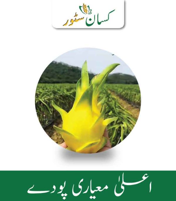 Dragon Fruit Plant Asrali Yellow - Kissan Store