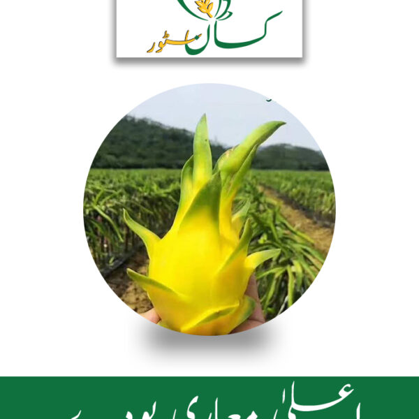 Dragon Fruit Plant Asrali Yellow's 3 Plants Global Products Price in Pakistan