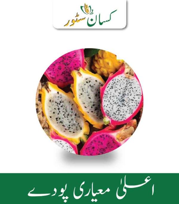 Dragon Fruit Plant Aussie Gold - Kissan Store