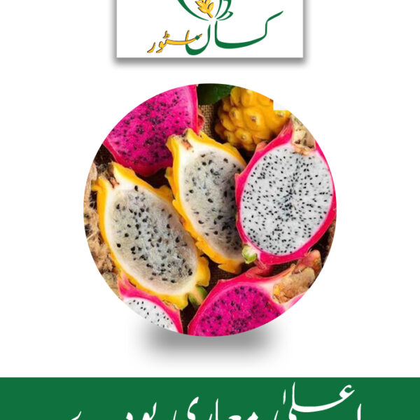 Dragon Fruit Plant Sayam Red 3 Plant Global Products Price in Pakistan