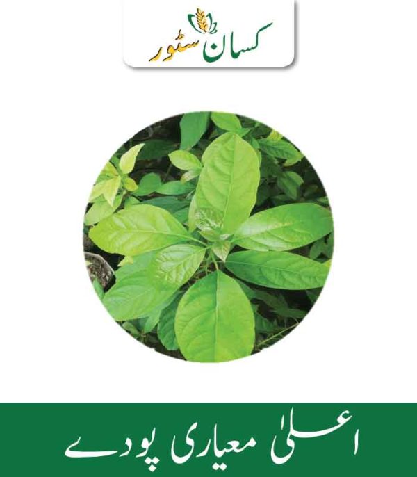 Hass Avacado 3PC Plant Hass Avocado Global Products Price in Pakistan - Kissan Store