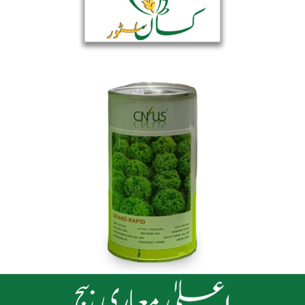 Lettuce Seed (Salad Beej) Green Gold Green Leafs Price in Pakistan