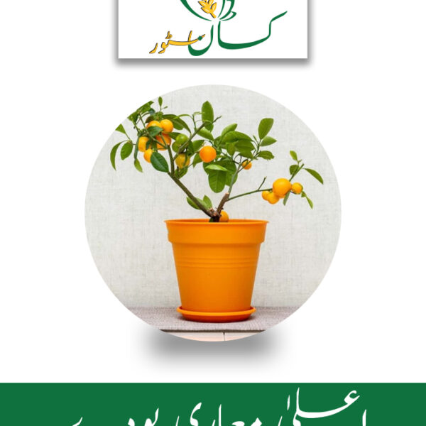 Orange Plant 1 PC almost 2 feet tall Global Products Price in Pakistan