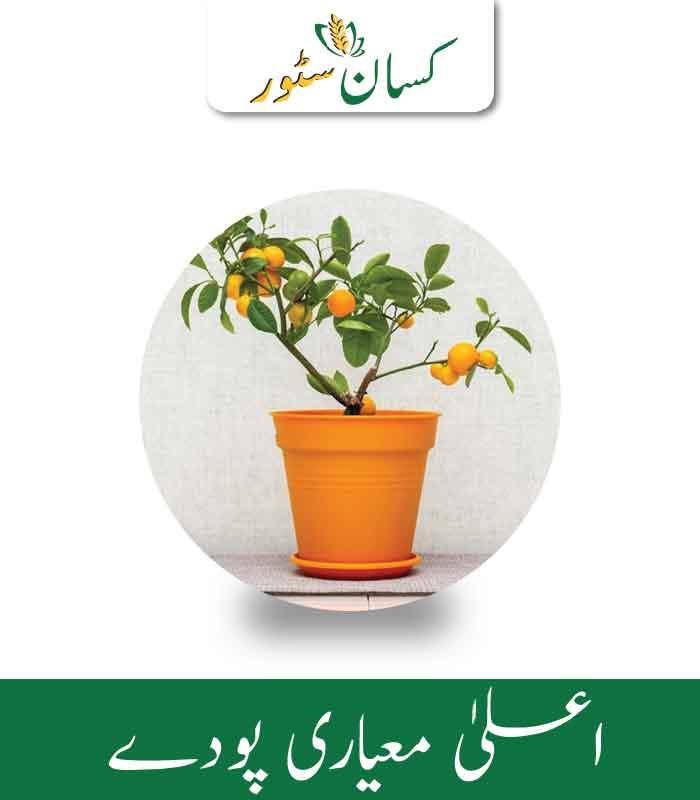 Orange Plant 1PC Almost 2 Feet - Kissan Store Orange Plant 1PC Almost 2 Feet - Kissan Store