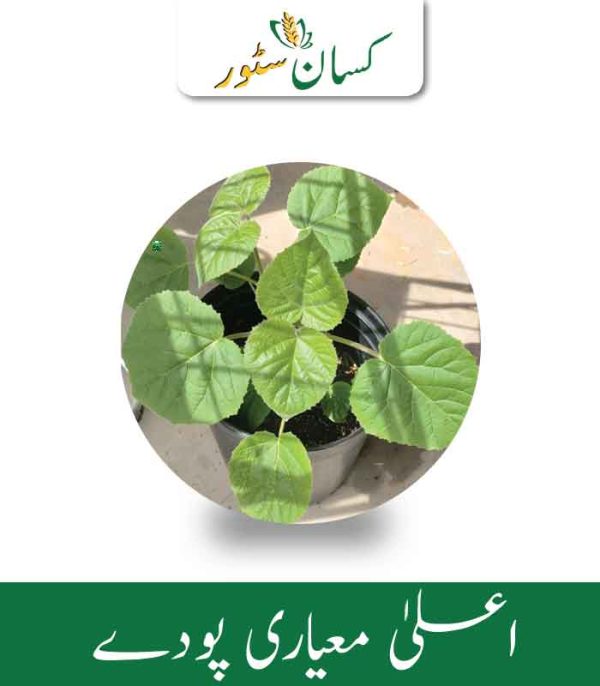 Paulownia Hybrid 9501 Plant 2pc 1 To 2 - Kissan Store