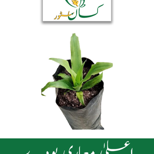 Pineapple Tissue Culture Plant 30pc Qarshi Industries Price in Pakistan