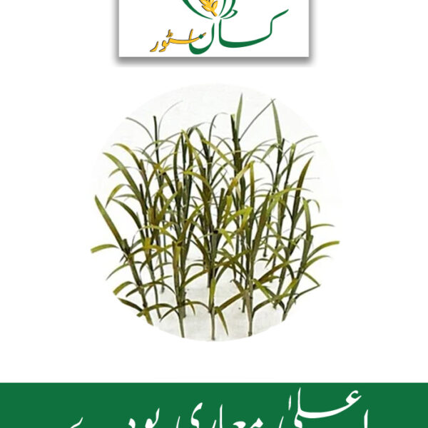 Sugarcane Seedlings for 1 Canal 750PCS Kissan Store Price in Pakistan