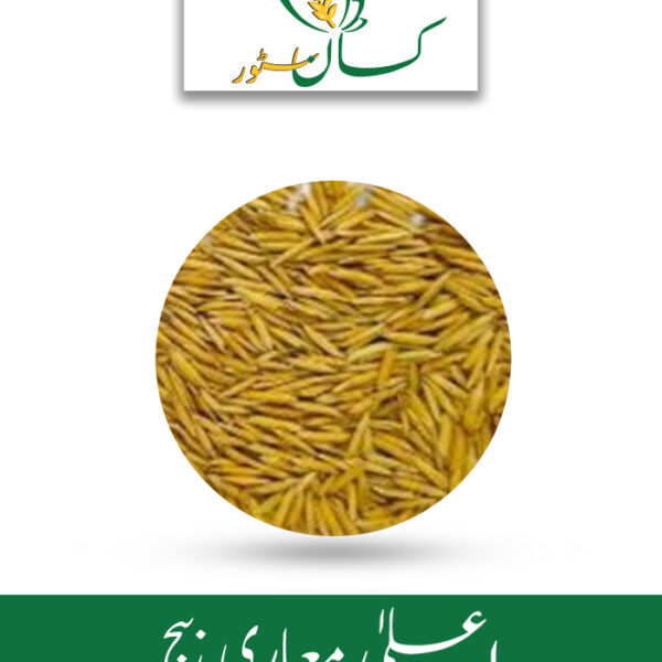 PB 1885 5kg Rice Seed Paddy Seed Pusa Basmati Price in Pakistan