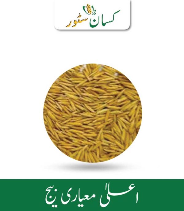 PB 1885 5kg Rice Seed Paddy Seed Pusa Basmati Price in Pakistan - Kissan Store