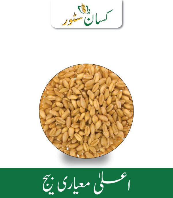 DWB 187 Indian Wheat Seed Kisan Aarrth Price in Pakistan - Kissan Store