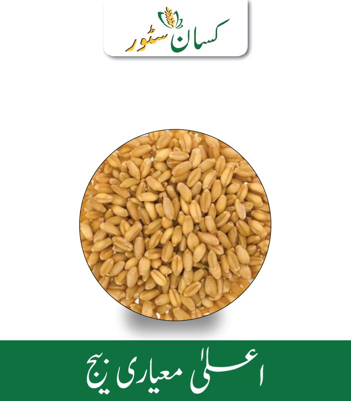 DWB 187 Indian Wheat Seed Kisan Aarrth Price in Pakistan - Kissan Store DWB 187 Indian Wheat Seed Kisan Aarrth Price in Pakistan - Kissan Store
