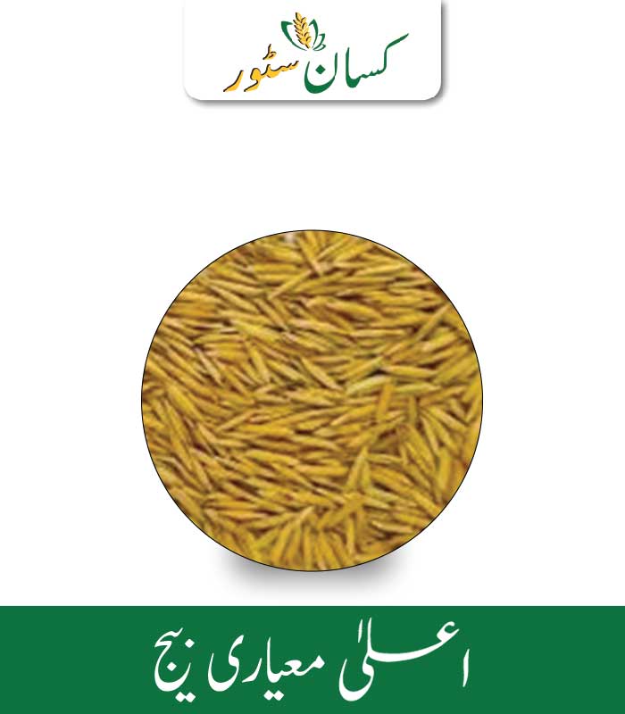 1509 Rice Seed ( Kissan Basmati ) Kamboh Aarrth Price in Pakistan