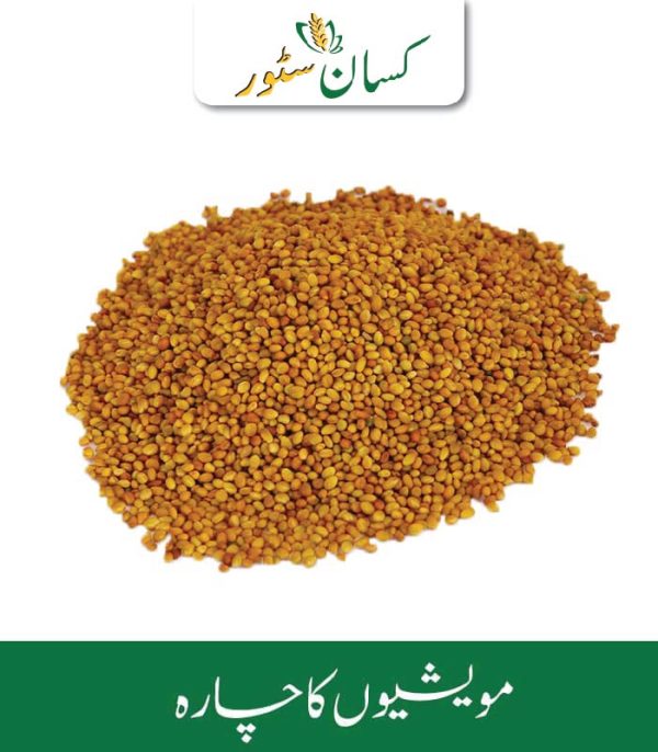 Barseem Seed ( Haro Desi Berseem ) Kamboh Aarrth Price in Pakistan - Kissan Store