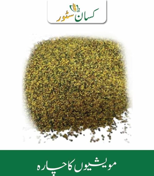 Chota Shaftal Seeds Price in Pakistan - Kissan Store