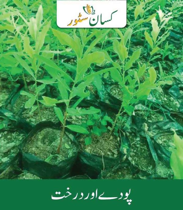 Royal Desi White Sandalwood 10 Plants Global Products Price in Pakistan - Kissan Store