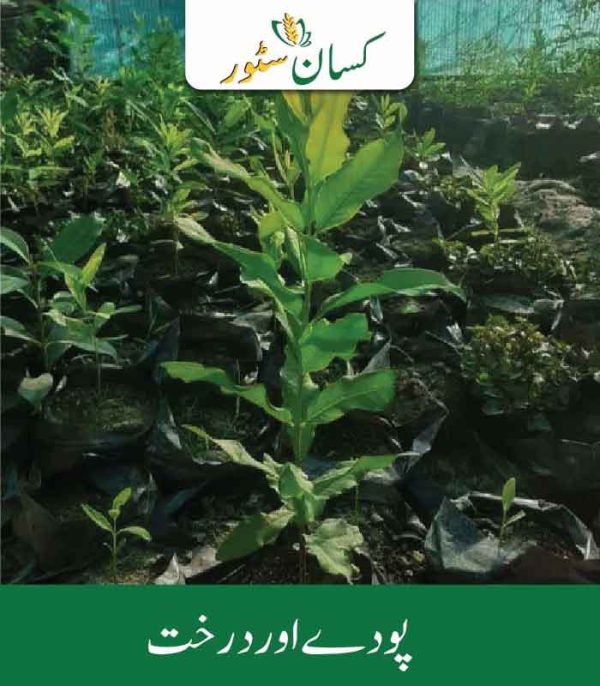 Royal White Sandalwood 5 Plants ( Hybrid White Sandal Tree ) Global Products Price in Pakistan - Kissan Store
