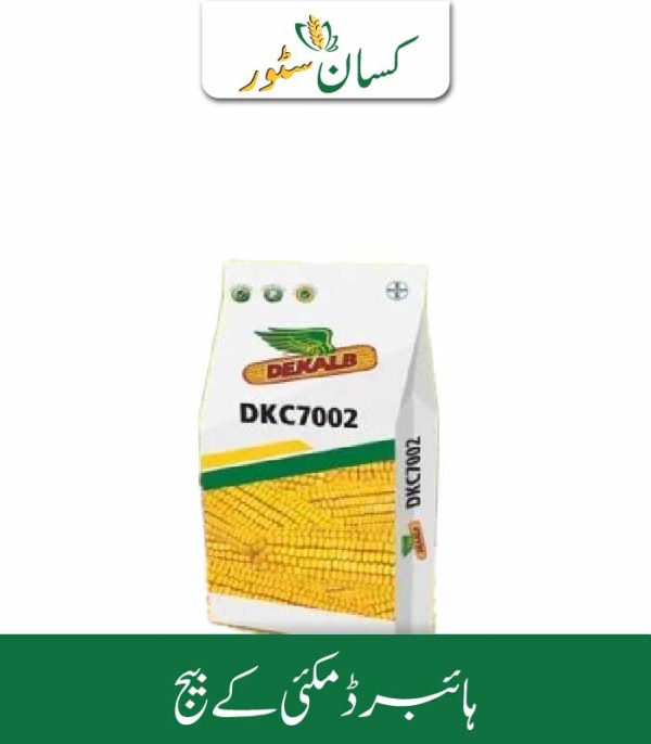 Dk 7002 Hybrid Corn Seed Bayer Price in Pakistan - Kissan Store