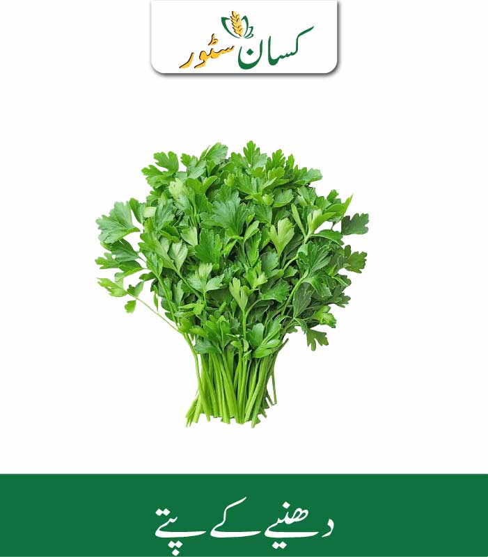Coriander Leaves Kissan Organics Price in Pakistan Coriander Leaves Kissan Organics Price in Pakistan