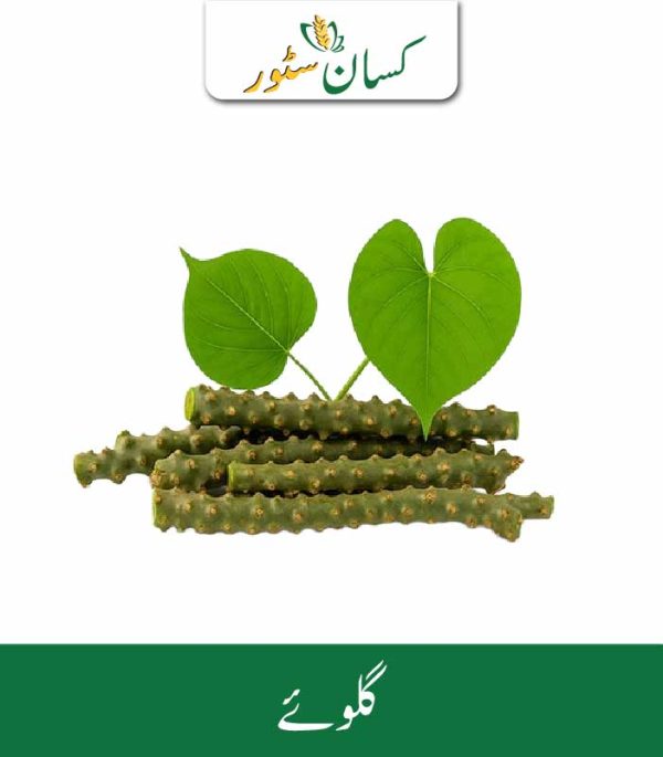 Giloy (Guduchi) Kissan Organics Price in Pakistan