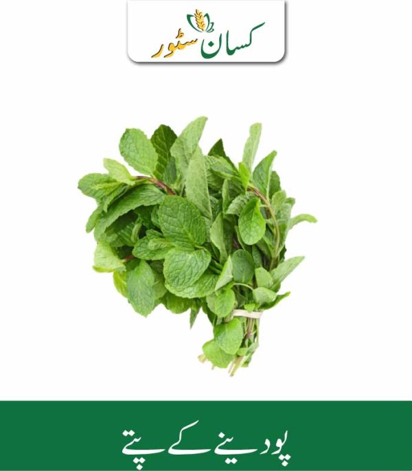 Mint Leaves Kissan Organics Price in Pakistan